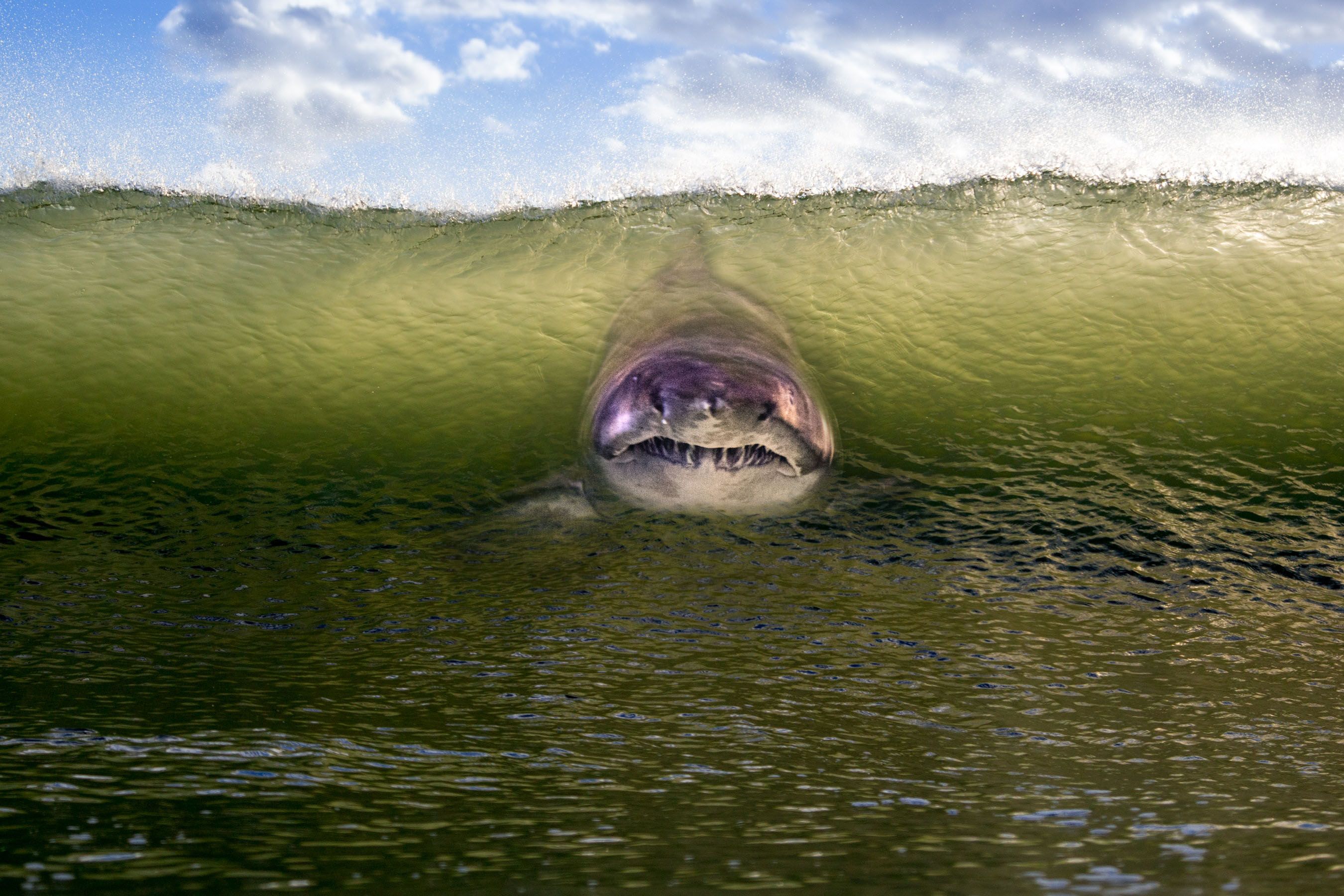 Shark in Wave Facing Towards Camera