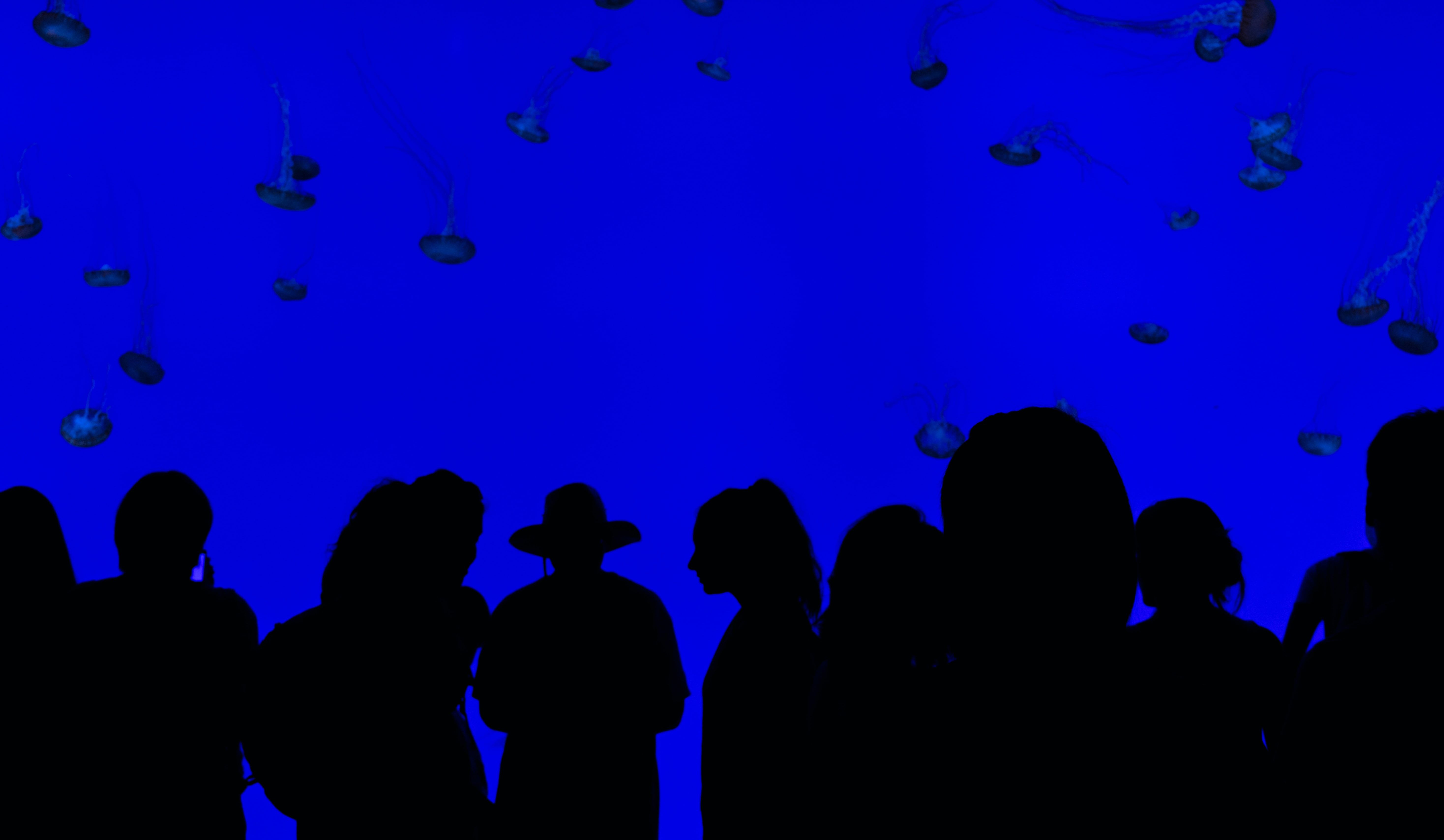Silhouette of People in Front of Jellyfish